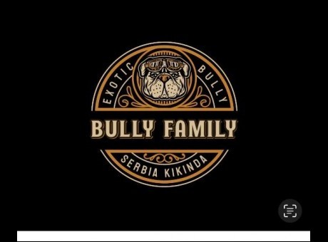 american bully 01.jpg